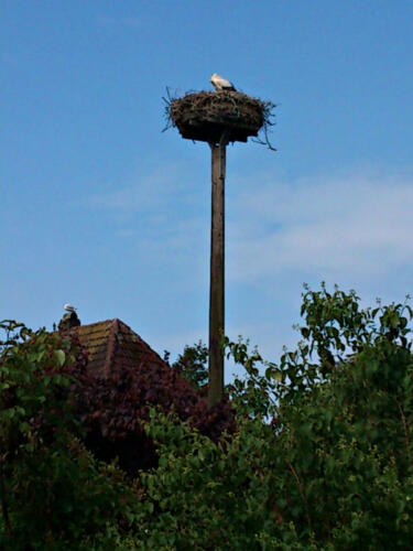 Wyk auf Föhr. Storchkita